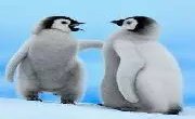￥77000元起|迎春之旅，穿越南极圈16日游一起邂逅企鹅宝宝吧！！！