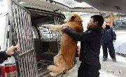 【扩散】长春8条大型犬被没收了！家里养狗要知道这些事！