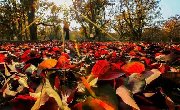 深秋！兰州这个古镇的秋景·秋色惊艳整个中国！！！