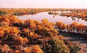 新疆其实是有秋天的，新疆最美的四大胡杨林在这里！