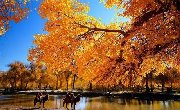 新疆四大胡杨林，是这个秋天最震撼人心的颜色！