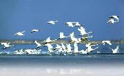 候鸟聚集鄱阳湖，九江观鸟指南让你一睹为快！