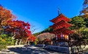 日本京都、奈良高标双飞六日游（厦航东进阪出）