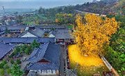 中国最美银杏树在西安，1400年前李世民亲手所栽！!