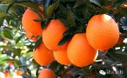 【脐橙采摘季】赣南脐橙，甜蜜归来，快来尝尝有多甜！