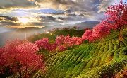 【旅游贴士】云南的这个山谷，隐藏着中国最意外的春天，花开成海醉成仙！