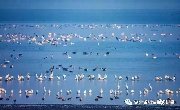 关于组织会员参加黄冈龙感湖“雷池湿地 候鸟天堂”摄影采风活动的通知