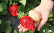 农业部专家释疑：使用植物激素的草莓到底能不能吃