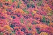 【最美红叶季】赏秋何必去远方，到涉县庄子岭:遇见最美红叶季