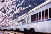 别去日本了！这趟8元小火车，带你穿越绝美花海！沿途风景惊艳到哭！