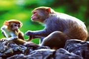 【猴子的世界】龙虎山休闲一日游