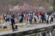 樱花已开！北京这个赏樱胜地美哭，最美的春天被这里承包了！