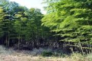 安徽新增两处国家级森林公园！告诉我！我不是最后一个知道的!!!