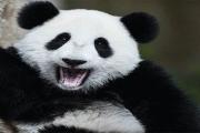 江旅报道 | 江西人可能都不知道，这个地方竟然有“大熊猫”？！