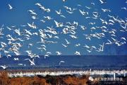 “雷池湿地 候鸟天堂”——省旅游摄影协会会员作品欣赏（二）