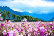 【权威发布】2018年四川省第十二期花卉观赏指数