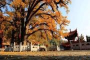 河南最美的7大银杏观赏地，惊艳了时光！