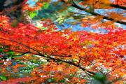 枫叶正当红！福州的这些枫林秘境带你追寻秋天的轨迹~