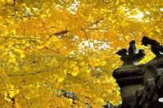 一树金黄，一树秋，“天下银杏第一树”美艳正当时……