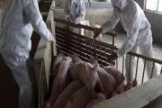 省政府紧急部署防控非洲猪瘟！江西已发生第二例！