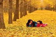 黄了黄了！荆门城区这条街专供银杏树，树叶正漫天飞舞，附拍照小技巧……