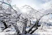 彩林与白雪共存，重庆的初冬竟如此绚丽多彩！