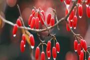 太白县：红红的山茱萸，映出丰收的喜悦