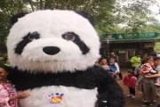 海南野生动植物园大熊猫正式与市民见面，引爆观看热潮