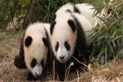 定了！陕西将建秦岭大熊猫国家公园，面积相当于8个西安市！