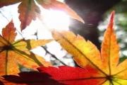 学会这些，拍出秋天最美的树叶！