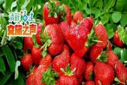 莫负“莓”好时光！福州草莓采摘地图送给你，来赴一场甜蜜之旅吧！