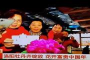 霸屏CCTV！这个春节洛阳火遍全国！频频被央视关注！