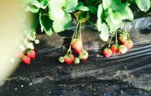 壮壮草莓釆摘园景点