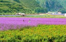 密云人间花海薰衣草庄园景点