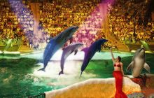 大连圣亚海洋世界海豚表演