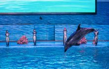 老虎滩海洋公园海豚表演