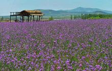 紫海薰衣草庄园