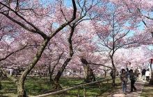 樱花园景点