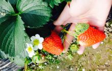 小龙草莓园