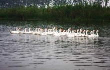 宝应湖国家湿地公园