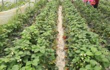 建德果蔬乐园-红姬草莓采摘景点