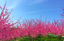 东方伊甸园花海欢乐世界景点