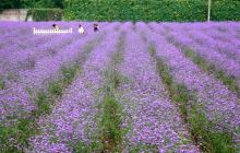 紫缘香草园景点