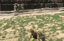 太行山猕猴自然保护区景点
