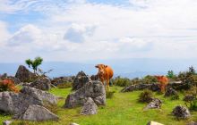 重庆千野草场景区景点