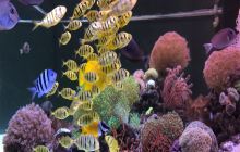 珊瑚礁海洋生态馆