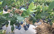 高山蓝莓庄园景点