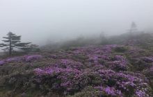 轿子雪山赏花景点