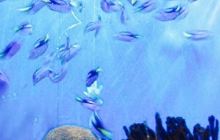 蓝滨水族馆