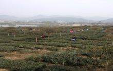古蜀皇茶茶文化生态体验园景点